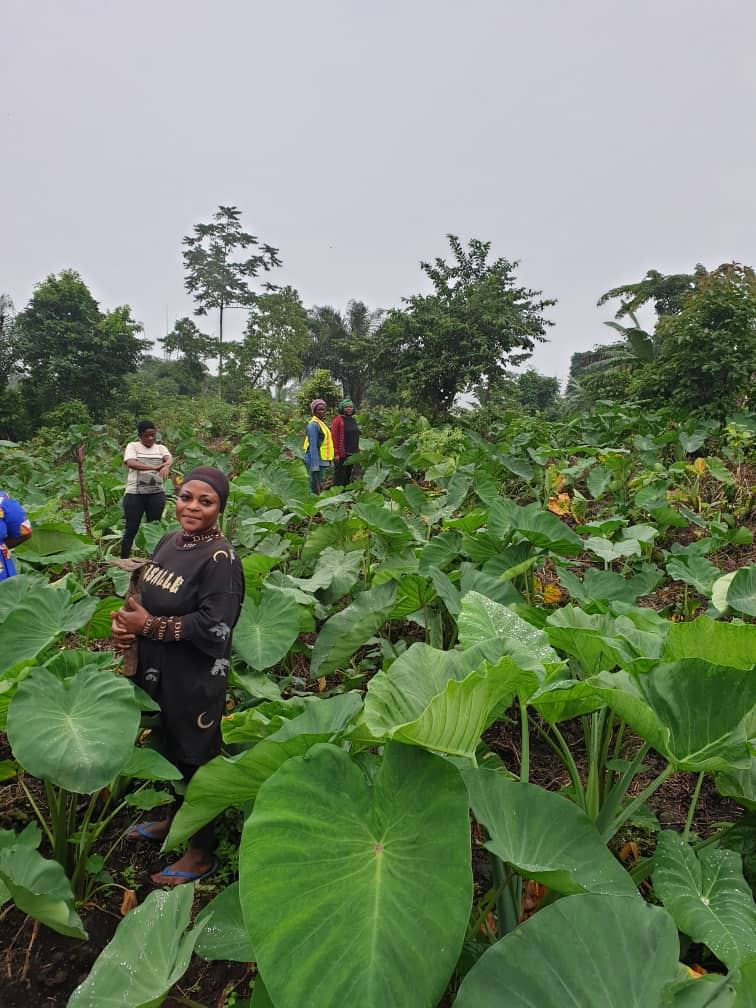 Women in a field of Edo cocoyam in Bokova village